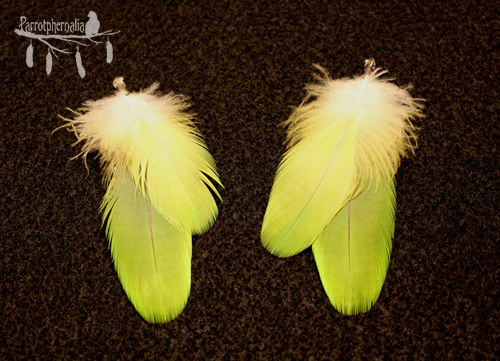 Nearly neon green feather earrings.